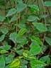 Piper cubeba